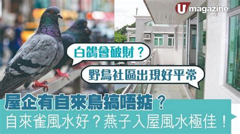 自來鳥|自來雀風水術：家居佈置大公開